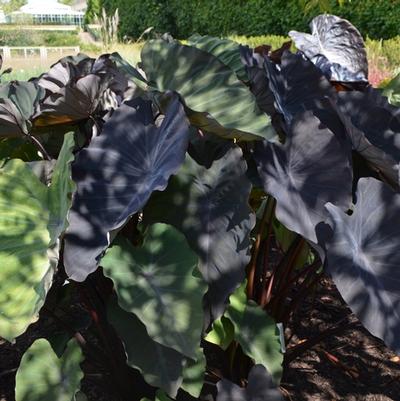 Colocasia esculenta Hawaiian Eye