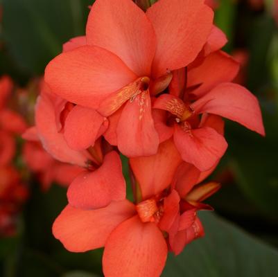 Canna x generalis Cannova® Red Shades