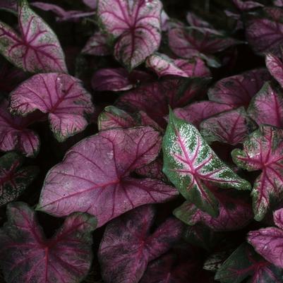 Caladium bicolor Fannie Munson