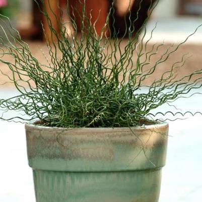 Juncus tenuis Twister