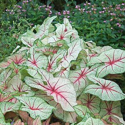 Caladium bicolor White Queen