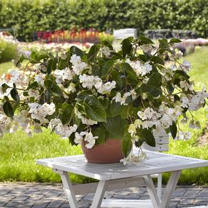 Begonia Dragon Wing® White