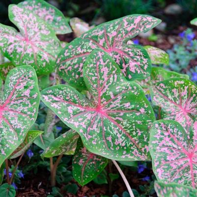 Caladium bicolor Pink Beauty