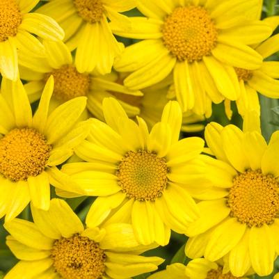 Argyranthemum frutescens Golden Butterfly®