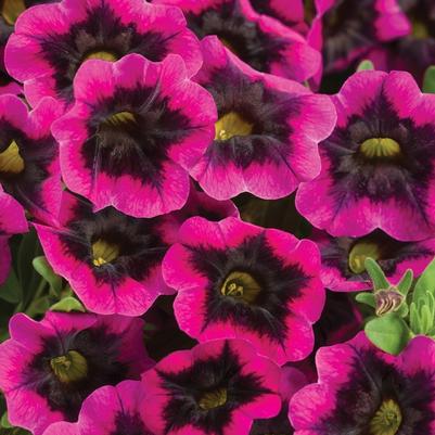 Calibrachoa Superbells® Blackcurrant Punch™