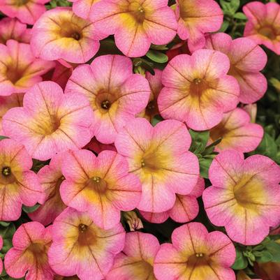 Calibrachoa Superbells® Honeyberry™