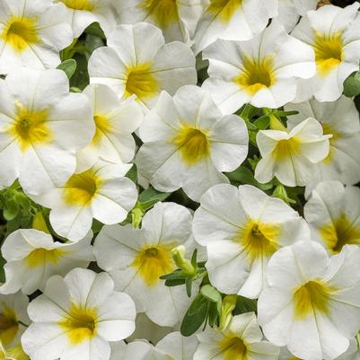 Calibrachoa Superbells® Over Easy™