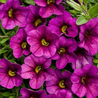 Calibrachoa Superbells® Plum