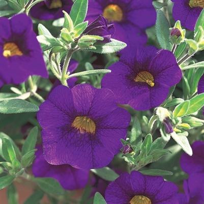 Calibrachoa Superbells® Blue