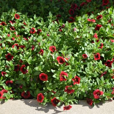 Calibrachoa Superbells® Pomegranate Punch™