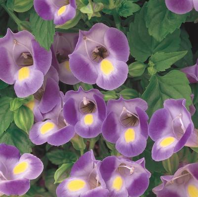 Torenia Catalina® Blue