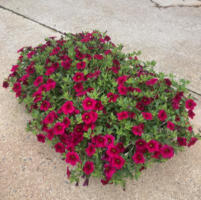 Calibrachoa Superbells® Cherry Red