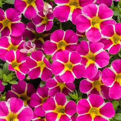 Calibrachoa Superbells® Rising Star™