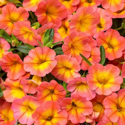 Calibrachoa Superbells® Coral Sun