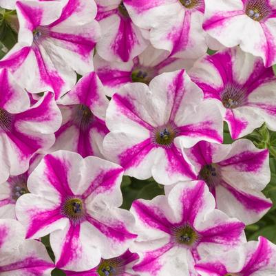 Petunia Supertunia® Lovie Dovie™