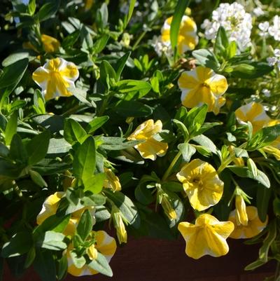 Calibrachoa Superbells® Lemon Slice