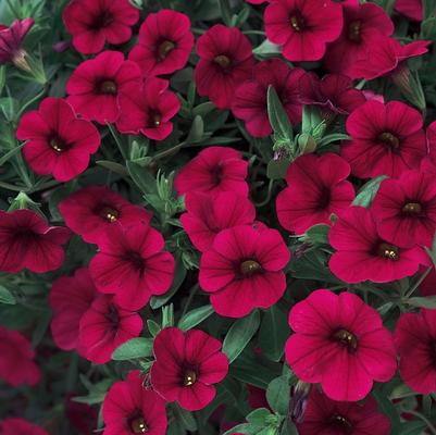 Calibrachoa Superbells® Red