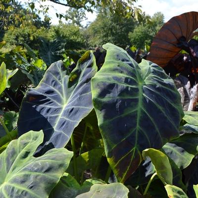 Colocasia esculenta Illustris