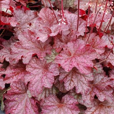 Heuchera Berry Smoothie