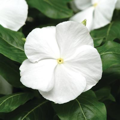 Catharanthus roseus Titan™ Pure White