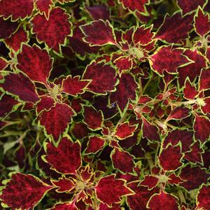 Solenostemon scutellarioides TrailBlazer™ Glory Road