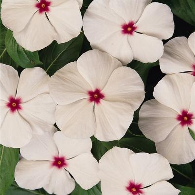 Catharanthus roseus Titan™ Polka Dot