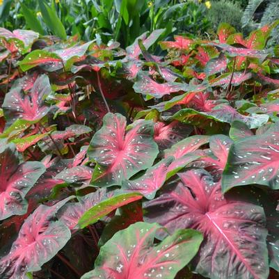 Caladium x hortulanum Red Flash