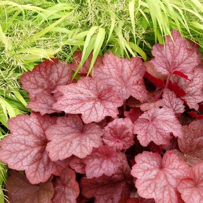 Heuchera Georgia Peach