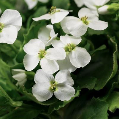 Arabis caucasica Little Treasure™ White