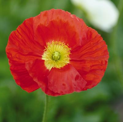 Papaver nudicaule Champagne Bubbles Scarlet