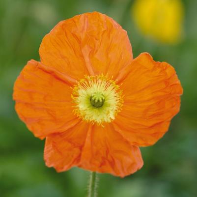 Papaver nudicaule Champagne Bubbles Orange