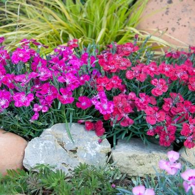 Dianthus Dianthalot™ Pink+Star