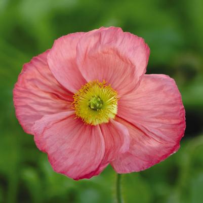 Papaver nudicaule Champagne Bubbles Pink