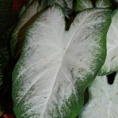 Caladium x hortulanum Aaron