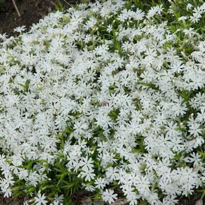 Phlox subulata Snowflake