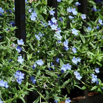 Lithodora diffusa Grace Ward