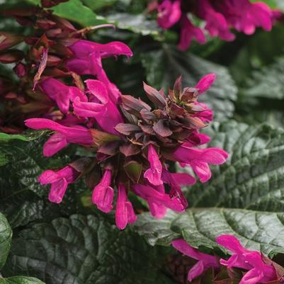 Salvia Rockin® Fuchsia