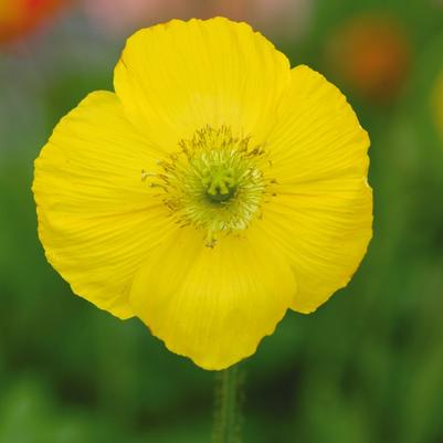 Papaver nudicaule Champagne Bubbles Yellow