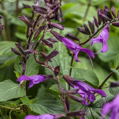 Salvia Rockin'® Deep Purple