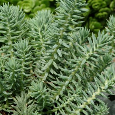 Sedum reflexum Blue Spruce