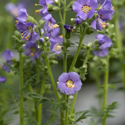 Polemonium boreale Heavenly Habit