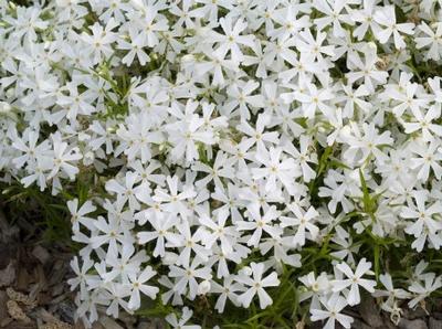 Phlox subulata White Delight