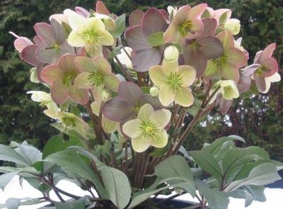 Helleborus x ericsmithii Winter Magic™ Candy Love