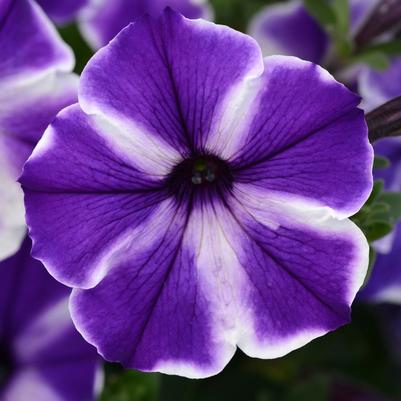 Petunia ColorBlitz™ Blue Stardust