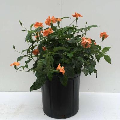 Crossandra infundibuliformis Orange Marmalade