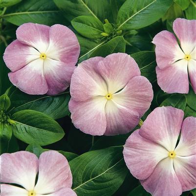 Catharanthus roseus Titan™ Lavender Blue Halo