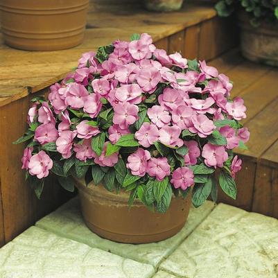 Impatiens hawkeri Celebration Lavender Glow