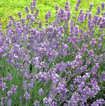 Lavandula angustifolia Munstead