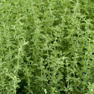 Origanum majorana 