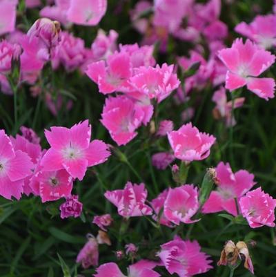 Dianthus gratianopolitanus Kahori® Pink